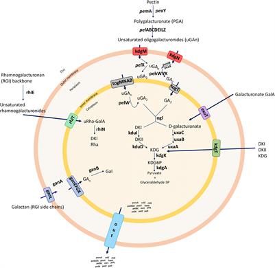 Genomic and Phenotypic Biology of Novel Strains of Dickeya zeae Isolated From Pineapple and Taro in Hawaii: Insights Into Genome Plasticity, Pathogenicity, and Virulence Determinants